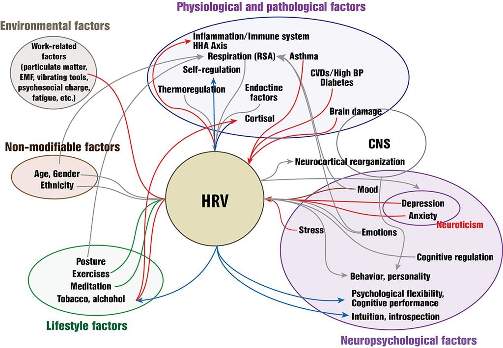 Heart Rate Variability Factors